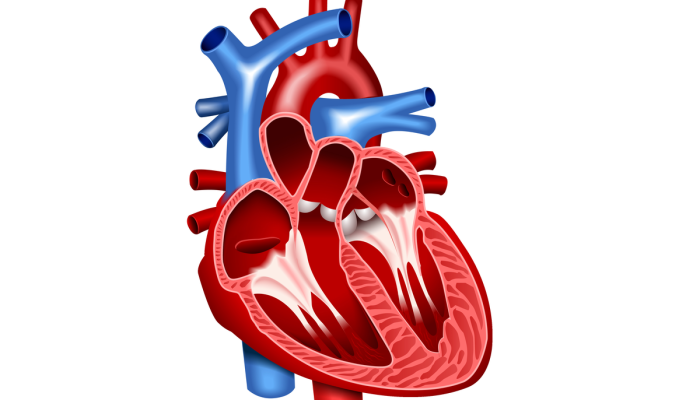 function of the heart