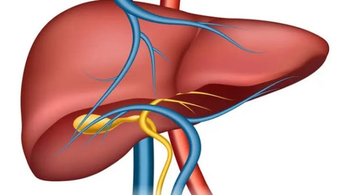 The Functions of the Liver in the Human Body: A Guardian of Health Balance