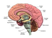 The Human Brain: Structure, Functions, and Its Importance for Life