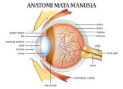 The Eye: Structure and Function