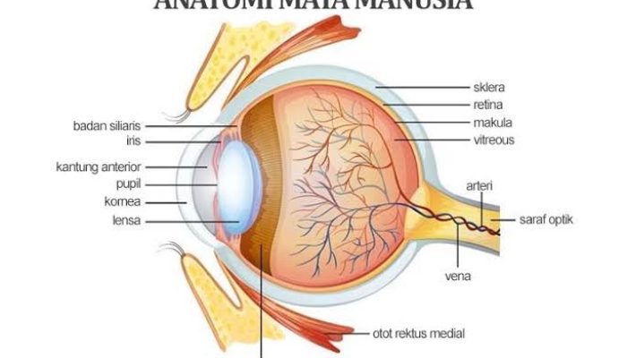 The Eye: Structure and Function