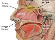 Functions of the Nose: More Than Just a Breathing Tool