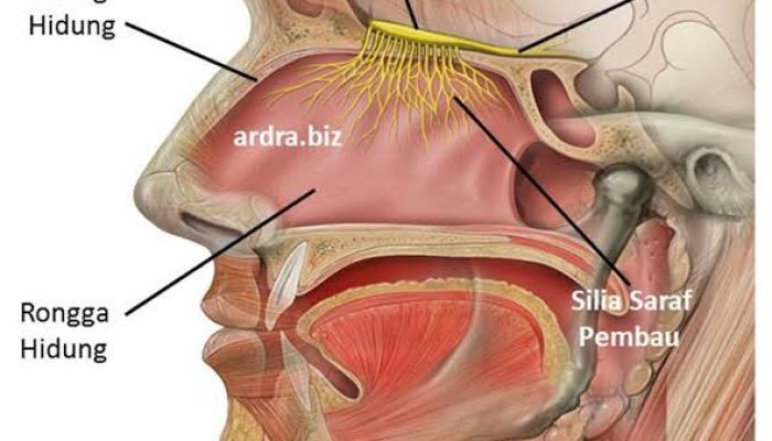 Functions of the Nose: More Than Just a Breathing Tool