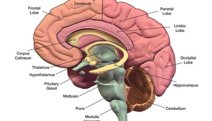 The Human Brain: Structure, Functions, and Its Importance for Life